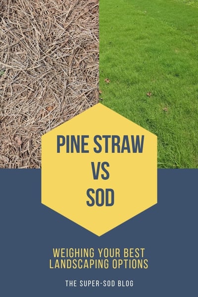 Pine Straw vs sod