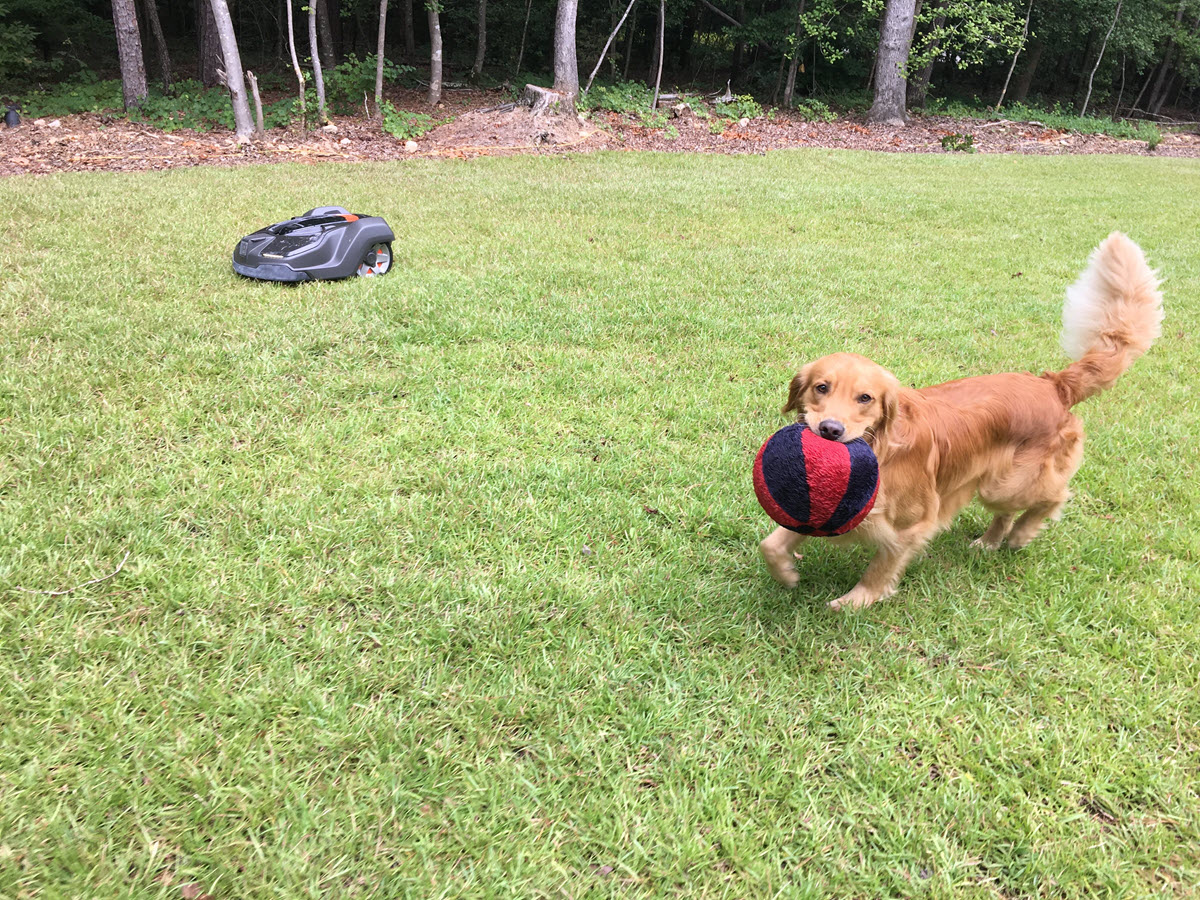 Playing catch with dog on lawn and Automower mowing in background