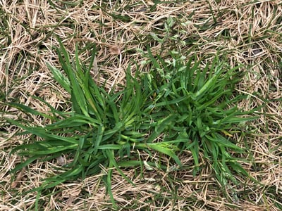 How to Get Rid of Annual Poa Grass Weeds
