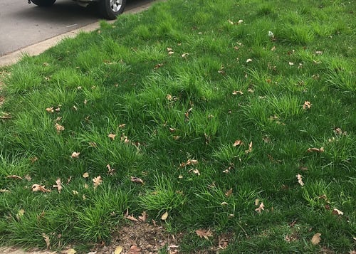 How to Get Rid of Rough Bluegrass Weeds (Poa triv)