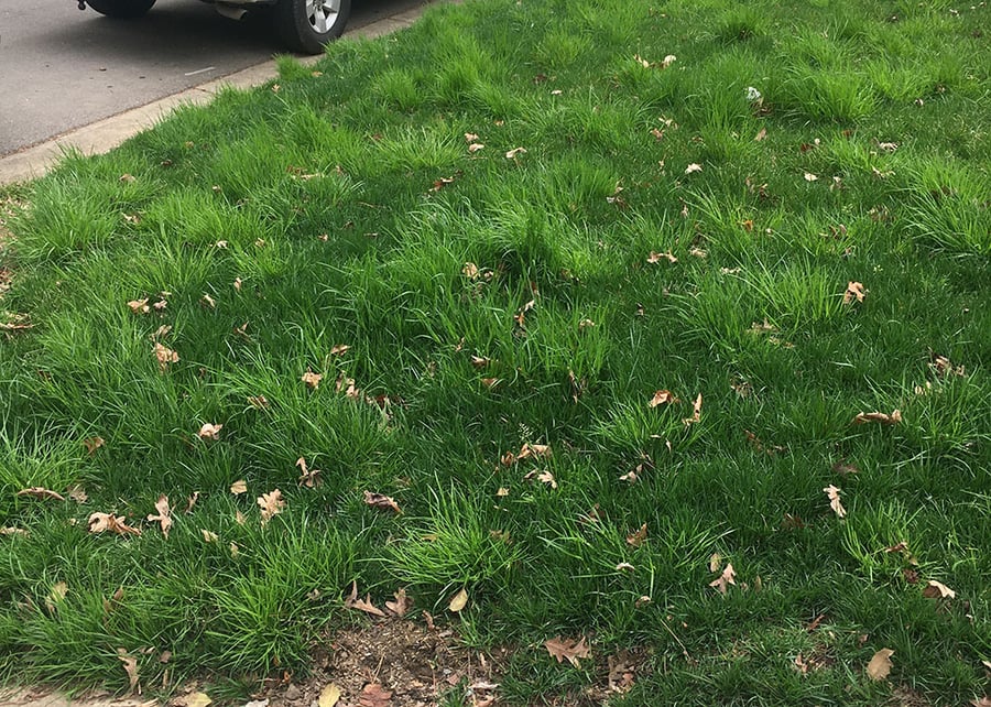 Poa trivialis in tall fescue turfgrass