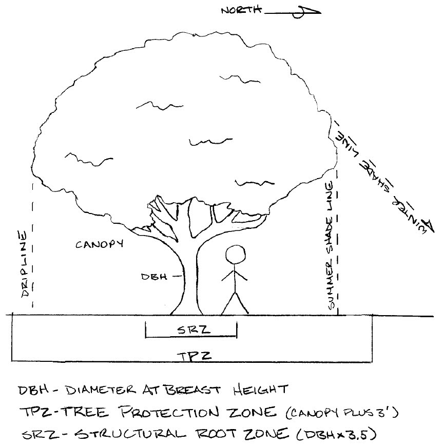 How to Lay Sod Around Trees | Sod Laying Tips