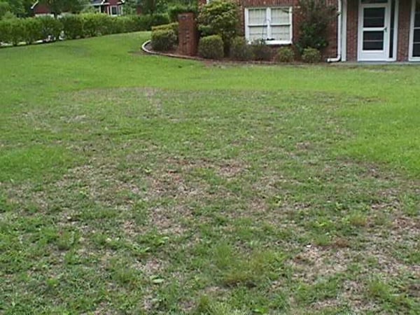 St Augustine Lawn with Brown Patch