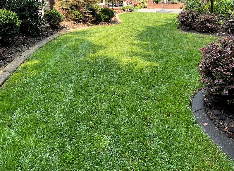Monthly Lawn Care Tips for Tall Fescue Lawns September