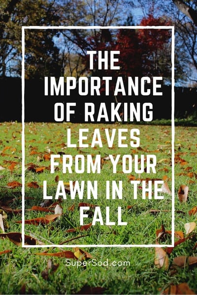 Super-Sod blog - importance of raking leaves for lawn