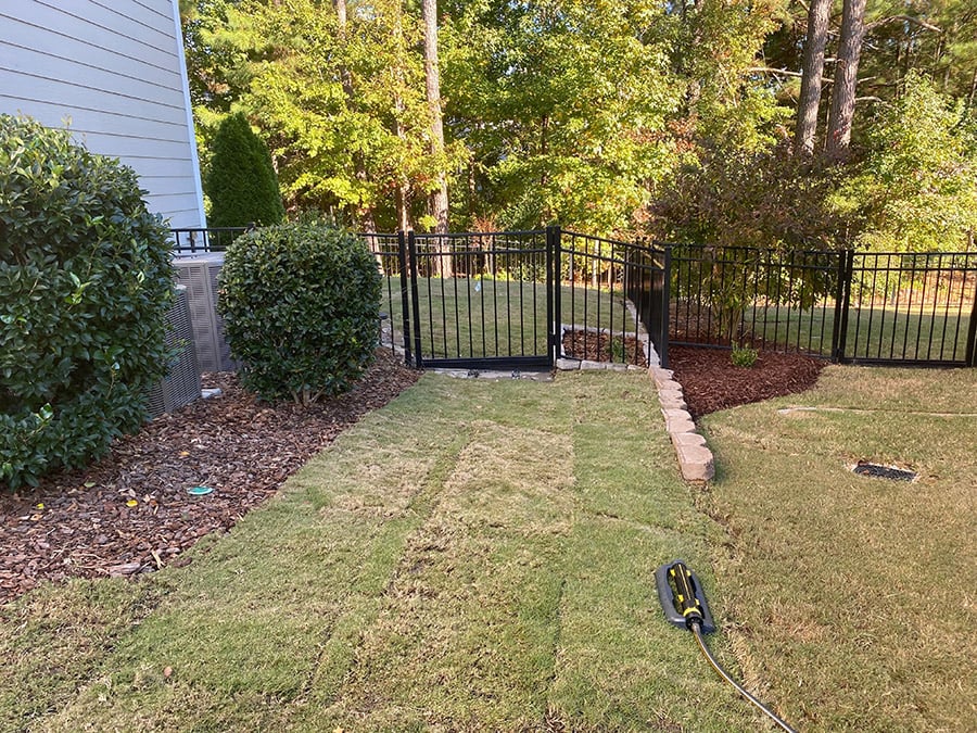 TifTuf Bermuda new sod going dormant in the fall