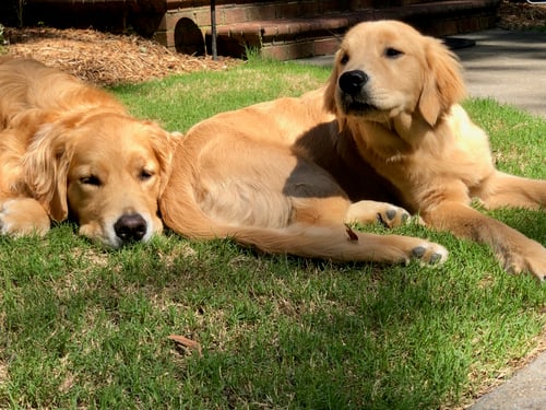 How to Grow Grass in the Shade if You Have dogs