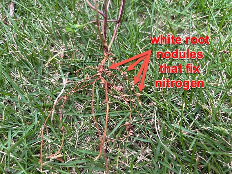 Vetch root nodules