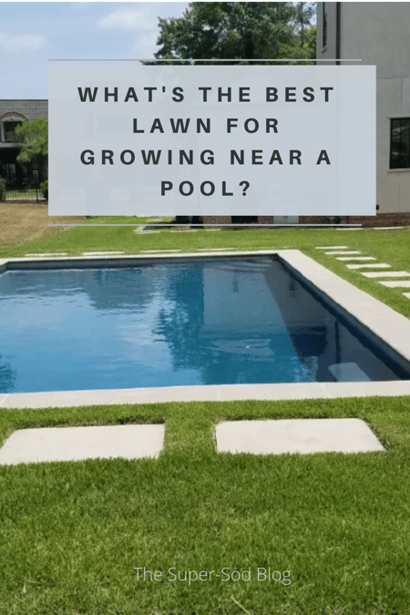WHATS THE BEST LAWN FOR GROWING NEAR A POOL_