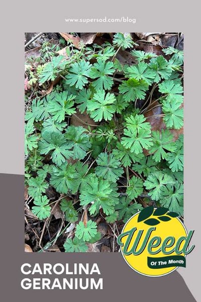 Weed of the Month Carolina Geranium pinnable graphic