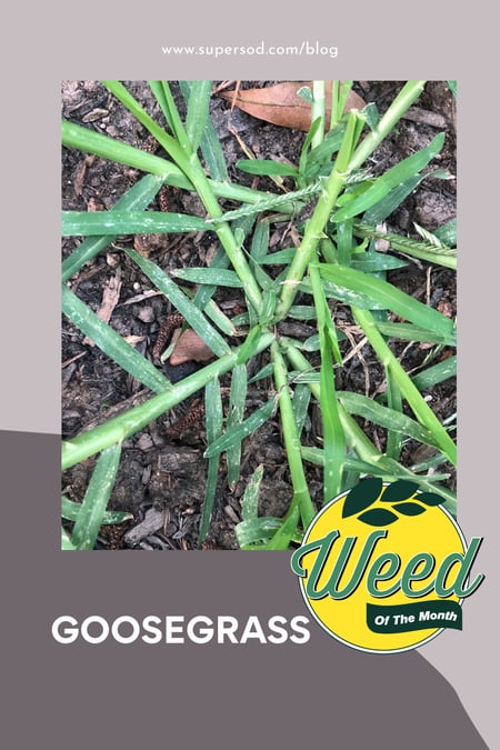 Weed-of-the-Month-Goosegrass_PIN