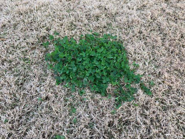 tacking winter weeds: white clover in dormant lawn