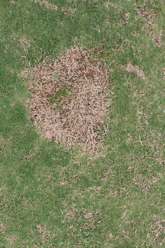 Patching Your Lawn with Warm Season Grass Seed [Video]