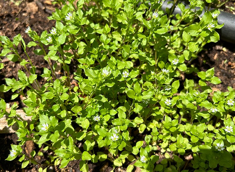 chickweed flowers