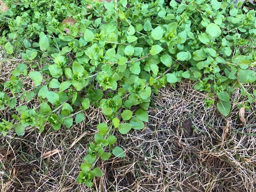 How to Get Rid of Chickweed Weeds