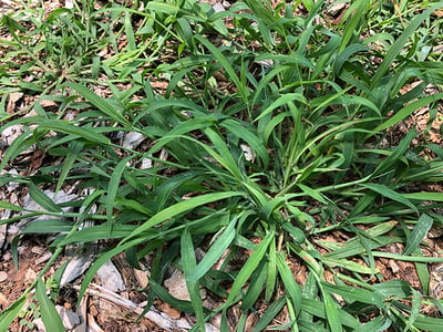 How to Get Rid of Crabgrass Weeds