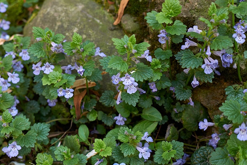 creeping charlie habit flowersmall