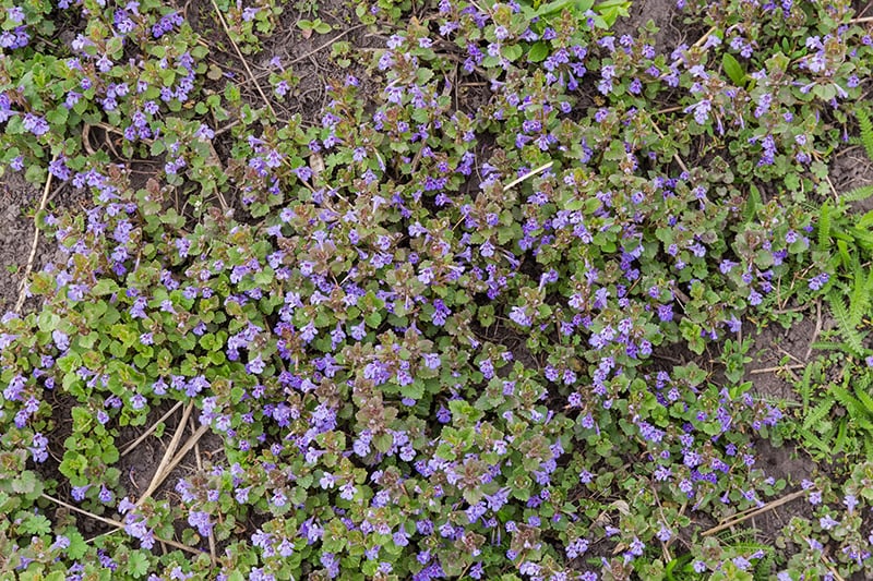 creeping charlie habit flowerssmall