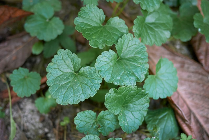 creeping charlie leafsmall