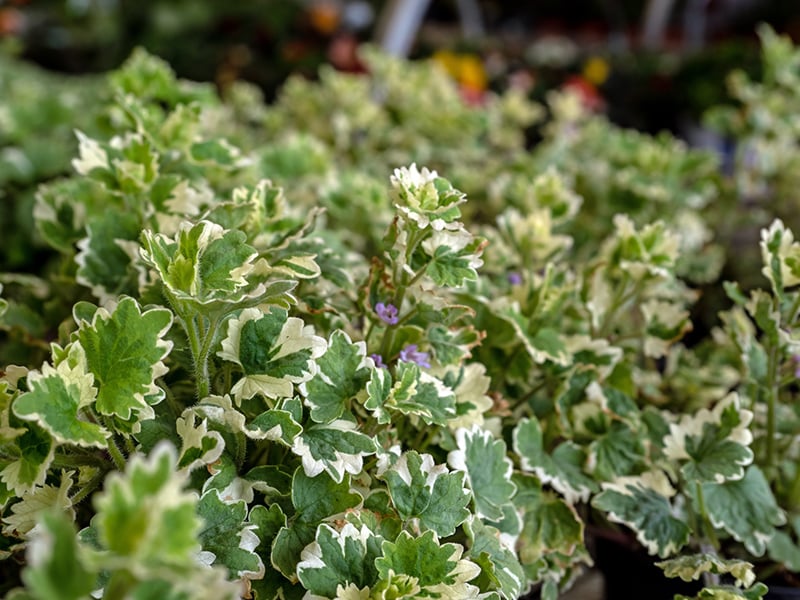 creeping charlie variegated small