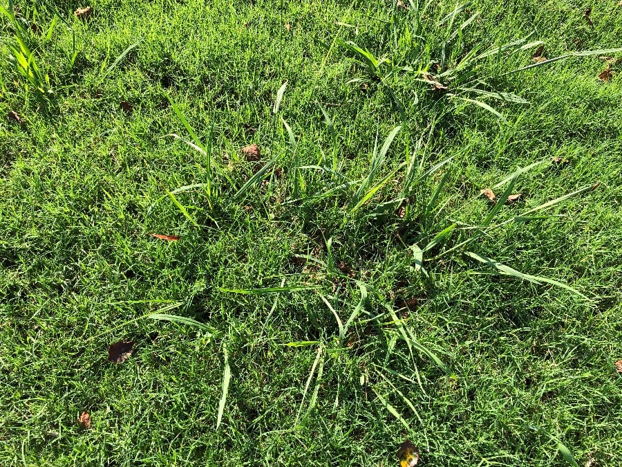 dallisgrass with bermudagrass inside it-2