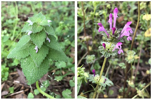 dead nettle vs henbit