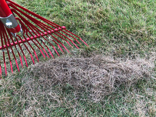 How and When to Dethatch a Lawn
