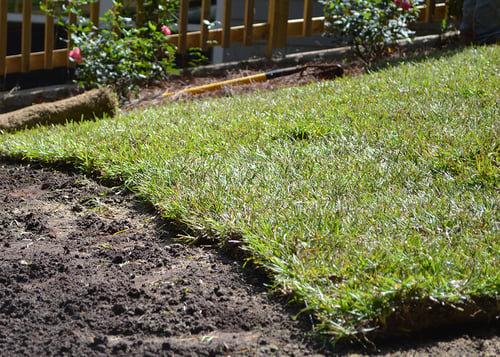 Questions to Ask During Your First Growing Season with a New Lawn