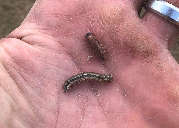 fall armyworm larva, caterpillar, pupa