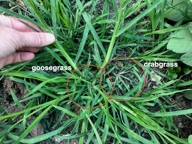 goosegrass and crabgrass coparison-1