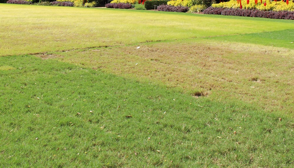 grass_under_tent