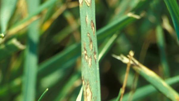 gray-leaf-spot