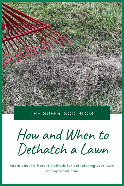 how and when to dethatch a lawn