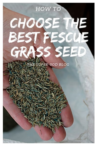 how to choose the best fescue grass seed