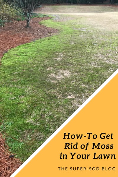 Super-Sod blog - how to get rid of moss in your lawn