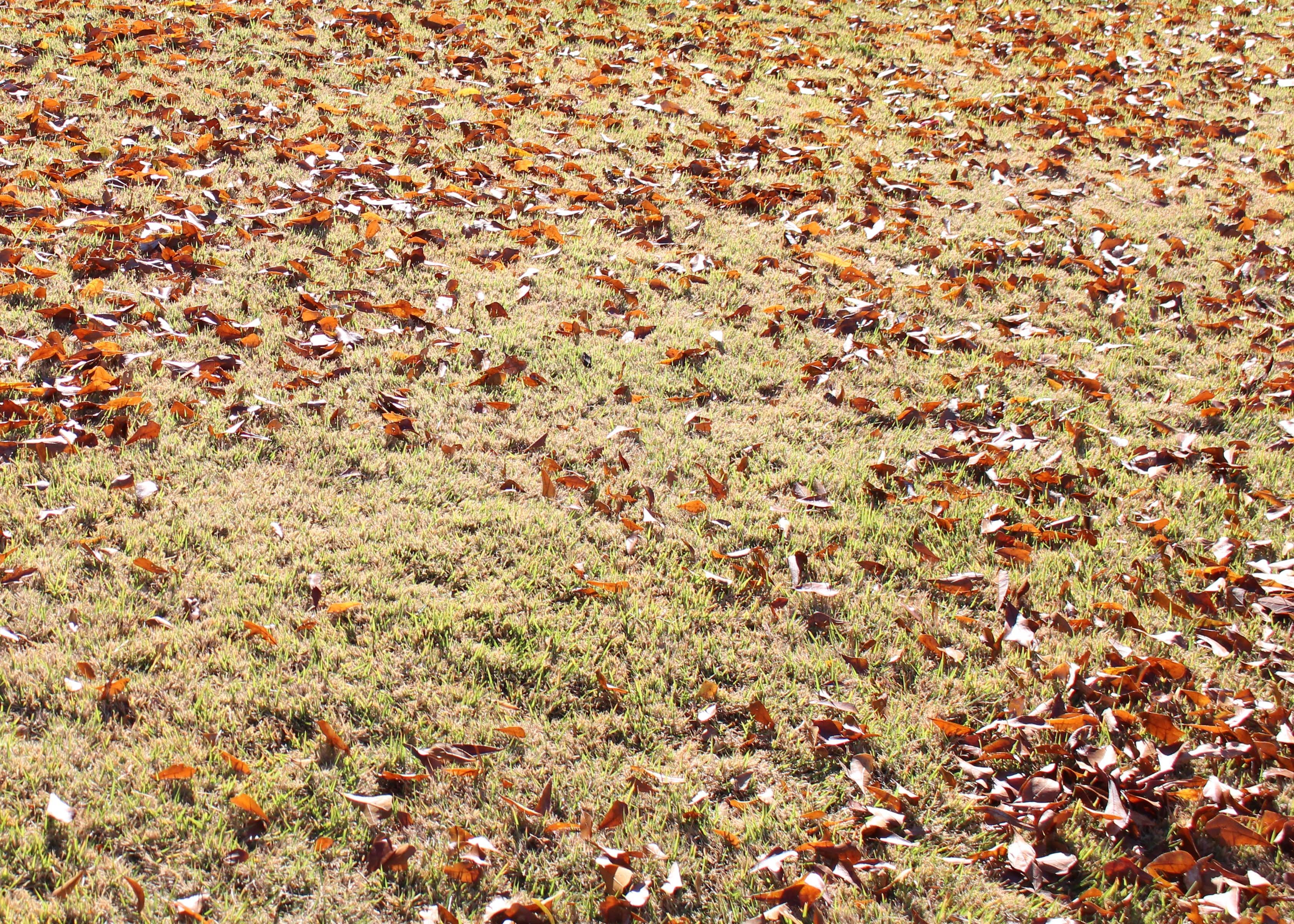 remove fall leaves to prevent smothering your lawn