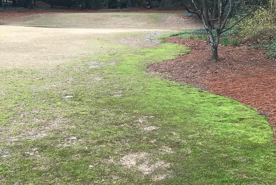 moss overtaking the edges of the lawn