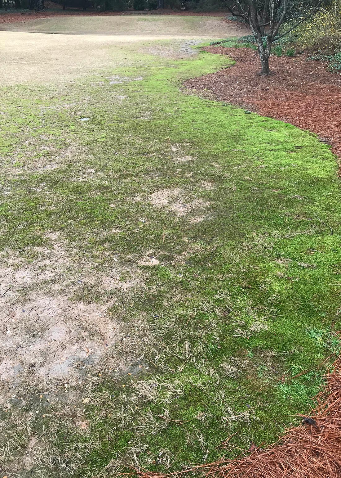 moss overtaking the lawn