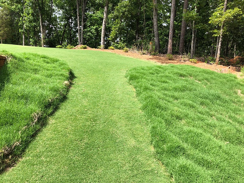 mowed and unmowed TifTuf Bermuda