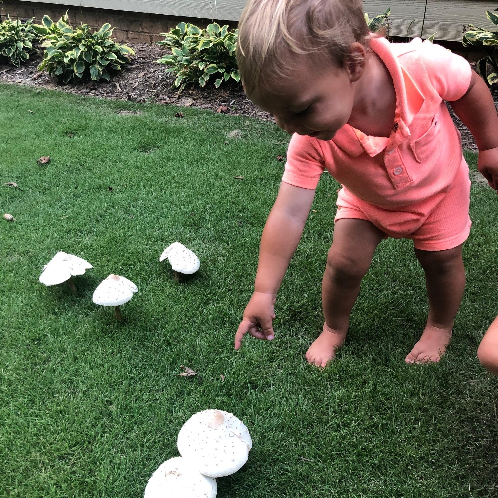 mushrooms in the lawn - good or bad-1