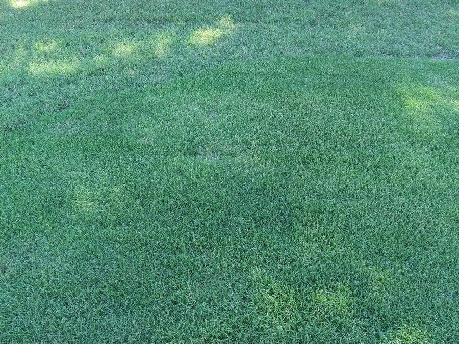 Mature sod that has blended evenly with no visible pallet color differences 6 weeks later