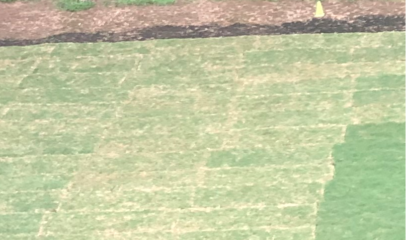 Newly installed sod showing color differences between pallets before filling in
