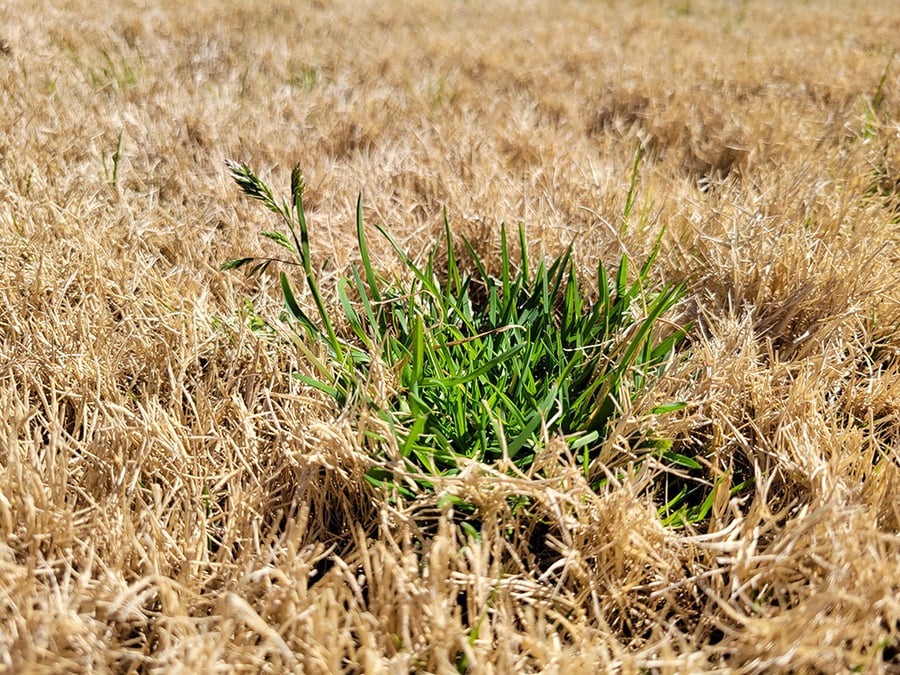 poa annua annual in flower in southeastern lawn