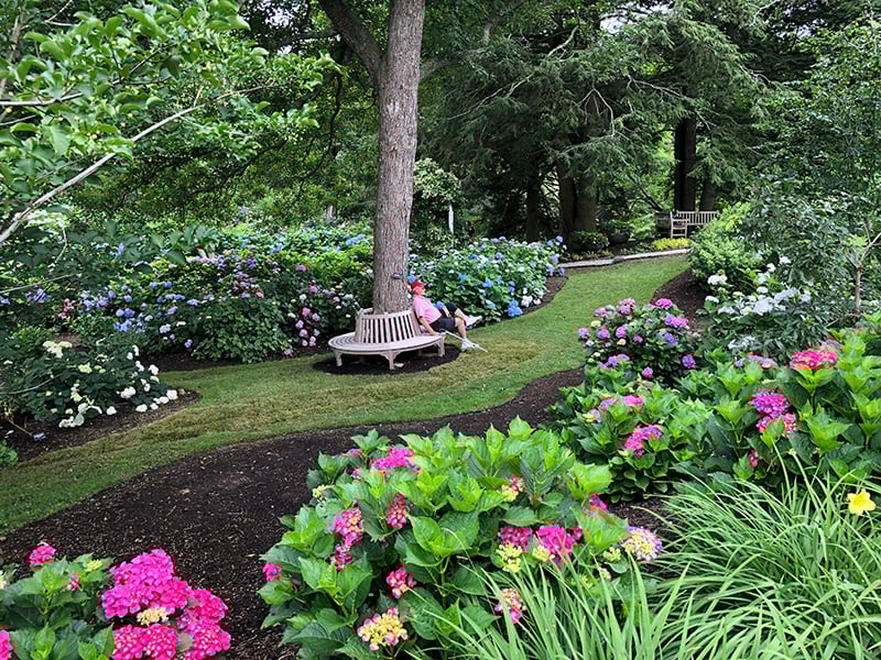 read lawn garden design hydrangeas