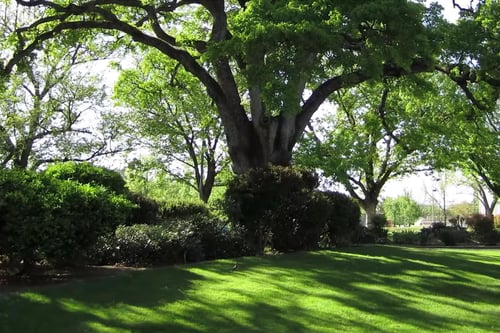 Why it's Hard to Grow Grass in Shade & Steps You Can Take