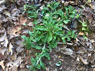 How to Get Rid of Shiny Cudweed Weeds