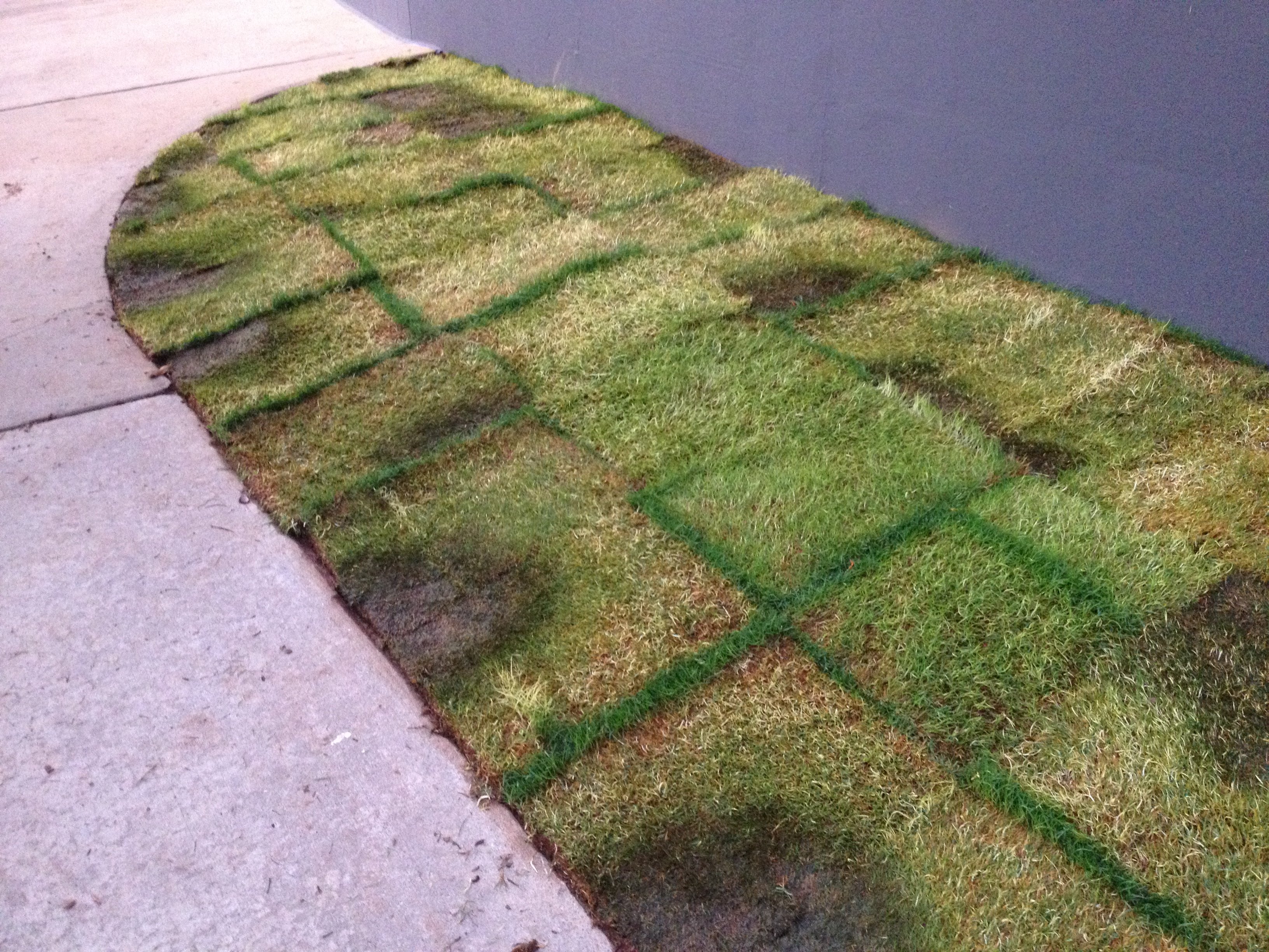 sod left on pallet too long - recovered eventually