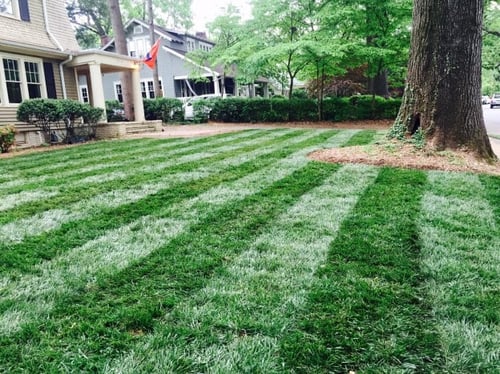 Apply Lawn Fungicide to Tall Fescue in Summer