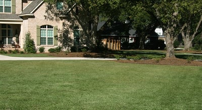 TifBlair Centipede Lawn Maintenance