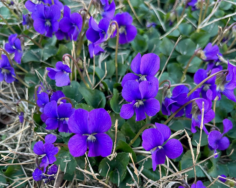 violet flower2 weed